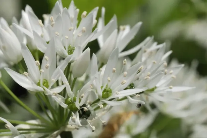 Framed Print : Close-up of wild garlic (ramsons) (Allium ursinum) carpeting woodland floor, Wiltshire, England, United Kingdom, Europe Framed Print : Close-up of wild garlic (ramsons) (Allium ursinum) carpeting woodland floor, Wiltshire, England, United Kingdom, Europe