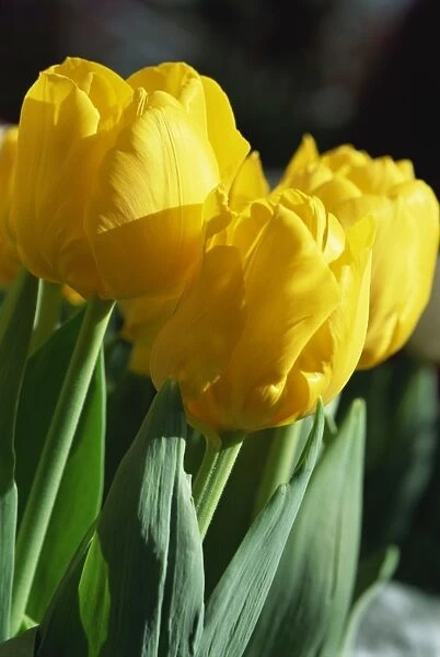Close-up of yellow tulips at Lisse