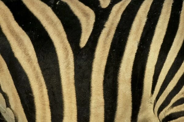 Close-up of zebra skin