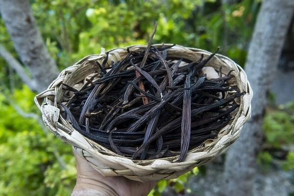 Close up of vanilla plants on a vanilla plantation (Vanilla planifolia), Ouvea, Loyalty Islands