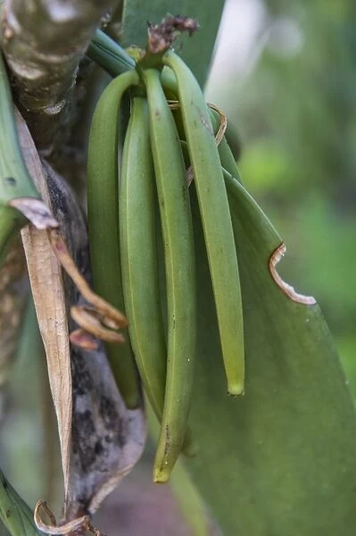 Close up of vanilla plants on a vanilla plantation (Vanilla planifolia), Ouvea, Loyalty Islands