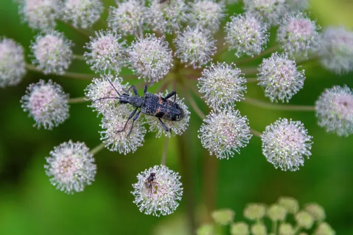 Framed Print : A close up view of a beetle on hogweed (Heracleum spp) found in the Solovetsky Islands, Arkhangelsk Oblast, White Sea, Russia, Arctic, Europe Framed Print : A close up view of a beetle on hogweed (Heracleum spp) found in the Solovetsky Islands, Arkhangelsk Oblast, White Sea, Russia, Arctic, Europe