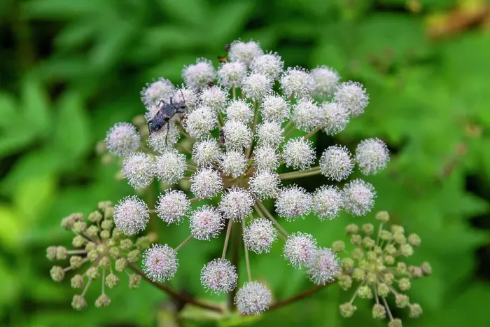 Framed Print : A close up view of a beetle on hogweed (Heracleum spp) found in the Solovetsky Islands, Arkhangelsk Oblast, White Sea, Russia, Arctic, Europe Framed Print : A close up view of a beetle on hogweed (Heracleum spp) found in the Solovetsky Islands, Arkhangelsk Oblast, White Sea, Russia, Arctic, Europe
