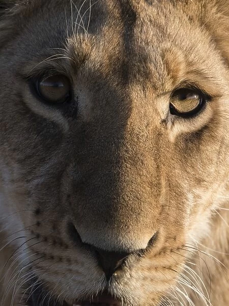 Close up view of a young lion (Panthera leo), Botswana, Africa