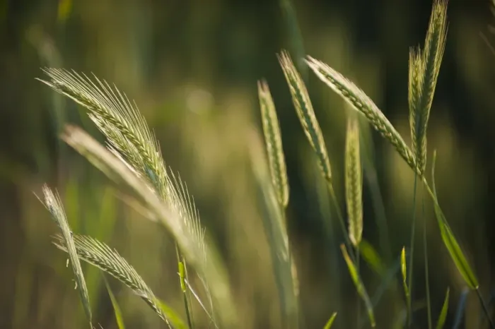 Framed Print : A close up of wheat ripening in Bamiyan Province, Afghanistan, Asia Framed Print : A close up of wheat ripening in Bamiyan Province, Afghanistan, Asia