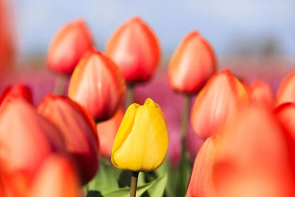 Close up of yellow tulip framed by a multitude of red tulips, Oude-Tonge, Goeree-Overflakkee