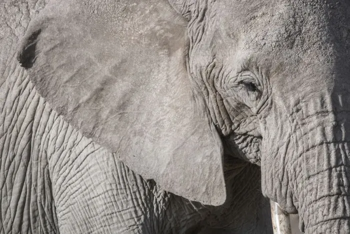 Framed Print : Closeup of an elephant in Amboseli National Park, Kenya, East Africa, Africa Framed Print : Closeup of an elephant in Amboseli National Park, Kenya, East Africa, Africa