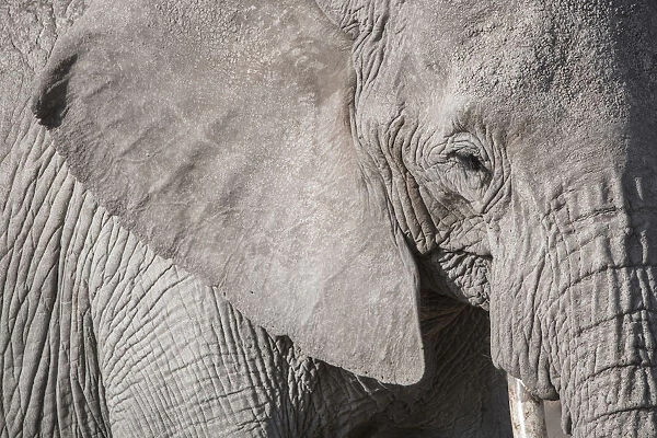 Closeup of an elephant in Amboseli National Park, Kenya, East Africa, Africa