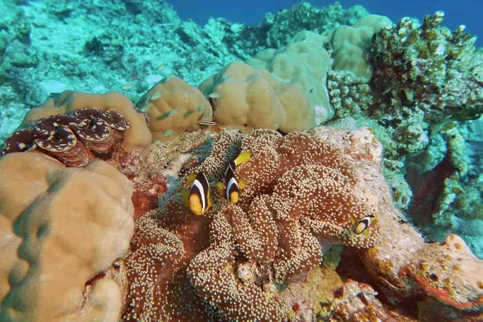 Framed Print : Clownfish (Amphiprion species) guarding their sea anemone home; on a coral reef in Gaafu Dhaalu atoll, Maldives Framed Print : Clownfish (Amphiprion species) guarding their sea anemone home; on a coral reef in Gaafu Dhaalu atoll, Maldives