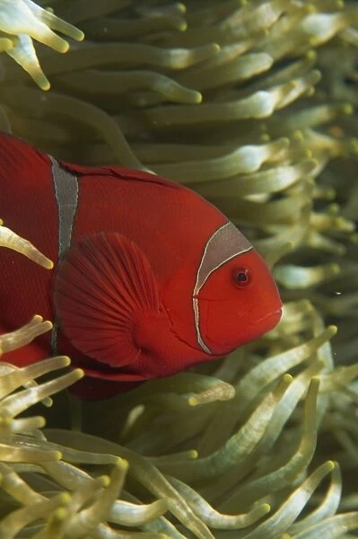 Clownfish taking refuge in host anemone