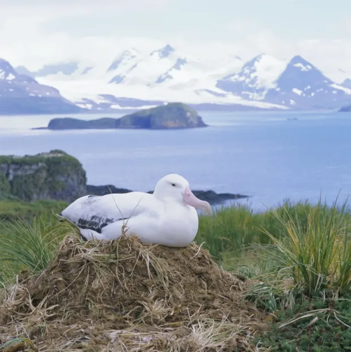 Framed Print : Clsoe-up of a Wandering Albatross on nest Framed Print : Clsoe-up of a Wandering Albatross on nest