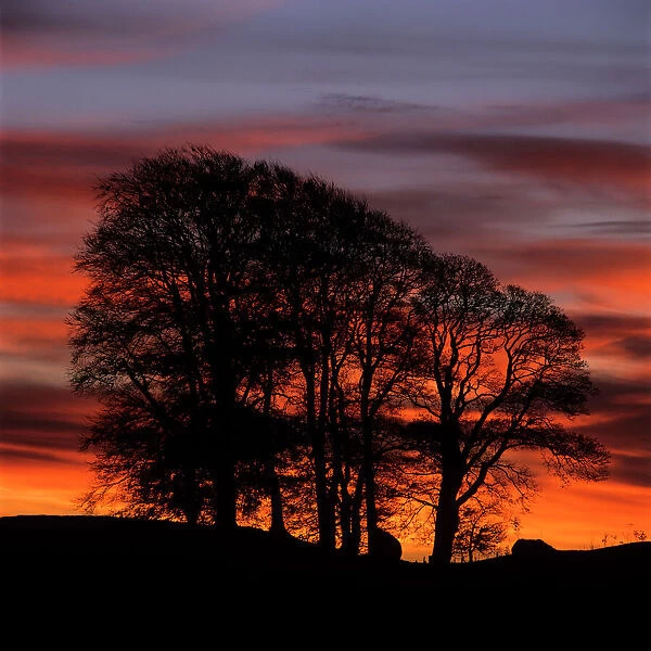 Clump of trees at sunrise, Avebury, Wiltshire, England, United Kingdom, Europe