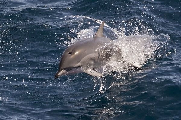 Clymene dolphin (Stenella clymene) porpoising towards the photographer, showing characteristic