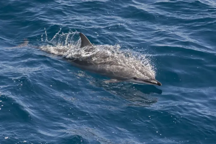 Framed Print : Clymene dolphin (Stenella clymene) breaking the surface, showing characteristic markings on face Framed Print : Clymene dolphin (Stenella clymene) breaking the surface, showing characteristic markings on face