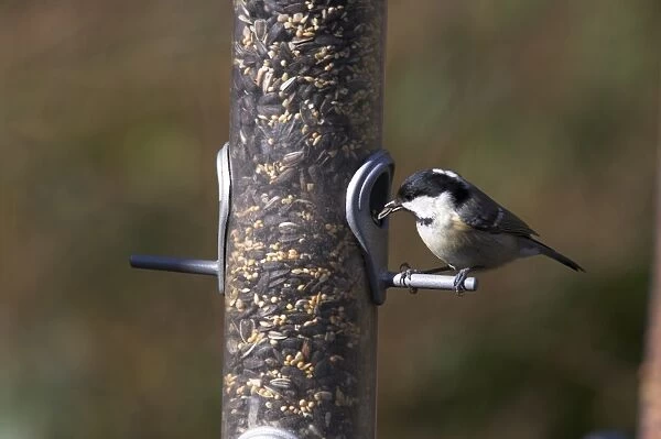 Coal tit (Parus ater), taking sunflower seed from feeder in winter in the garden
