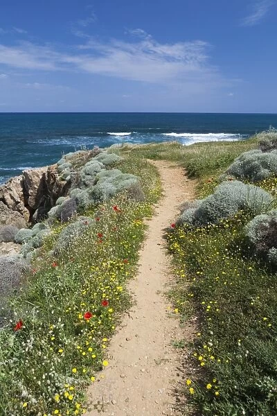 Coastal path with spring flowers, near Chania, Chania region, Crete, Greek Islands, Greece, Europe