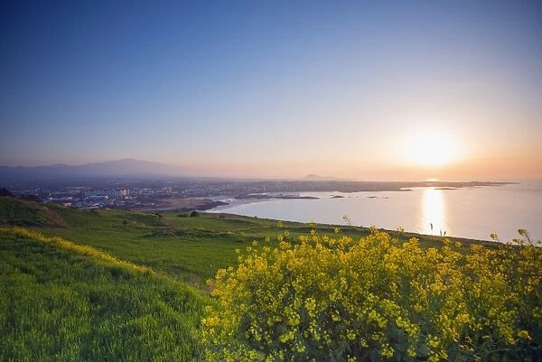 Coastal scenery and sunset, spring rapeseed blossom, Jeju Island, South Korea, Asia