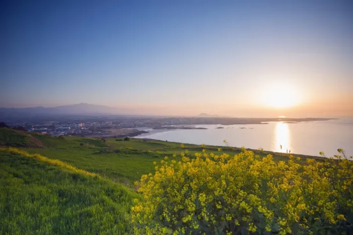 Framed Print : Coastal scenery and sunset, spring rapeseed blossom, Jeju Island, South Korea, Asia Framed Print : Coastal scenery and sunset, spring rapeseed blossom, Jeju Island, South Korea, Asia