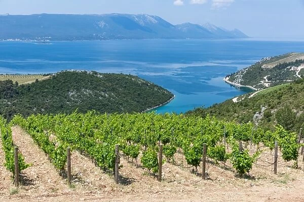 Coastal winery on the hills of the Dalmatian Coast, Croatia, Europe