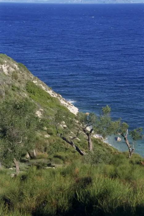 Framed Print : Coastline with trees on slope and blue sea beyond on Paxos Framed Print : Coastline with trees on slope and blue sea beyond on Paxos