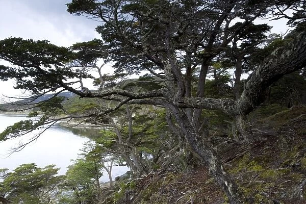 Coastline, Ushuaia, Tierra del Fuego National Park, Argentina, South America