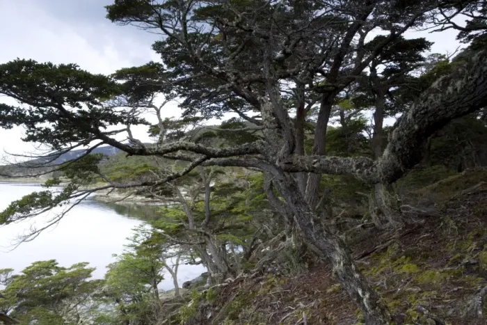 Framed Print : Coastline, Ushuaia, Tierra del Fuego National Park, Argentina, South America Framed Print : Coastline, Ushuaia, Tierra del Fuego National Park, Argentina, South America