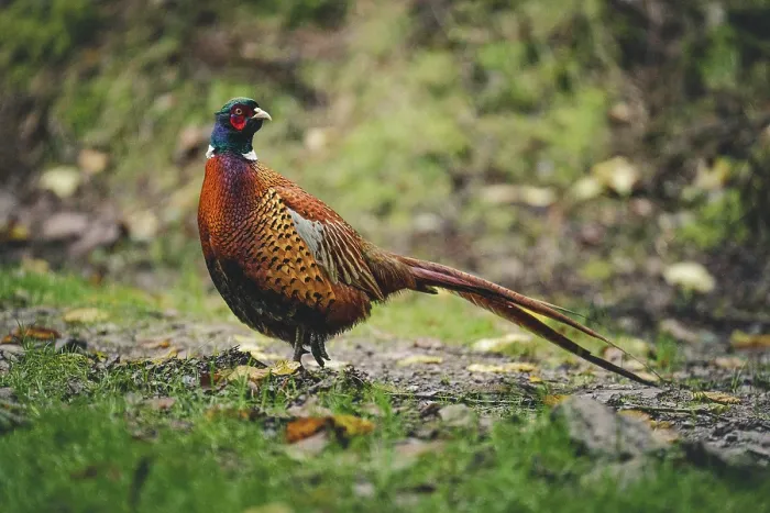 Framed Print : A cock male pheasant Framed Print : A cock male pheasant