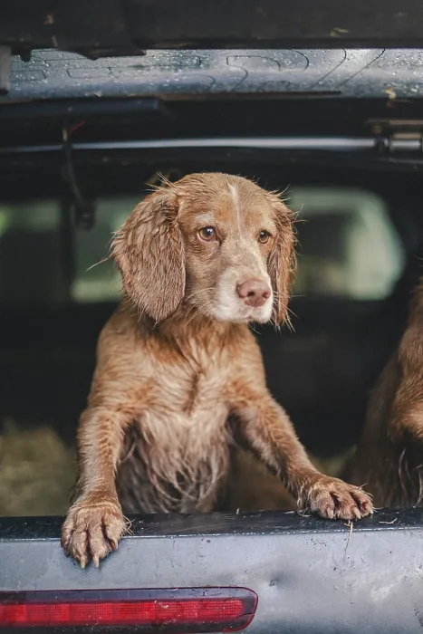 Framed Print : cock and springer spaniel gun dog in a shoot bus / pickup on a pheasant shoot in UK Framed Print : cock and springer spaniel gun dog in a shoot bus / pickup on a pheasant shoot in UK