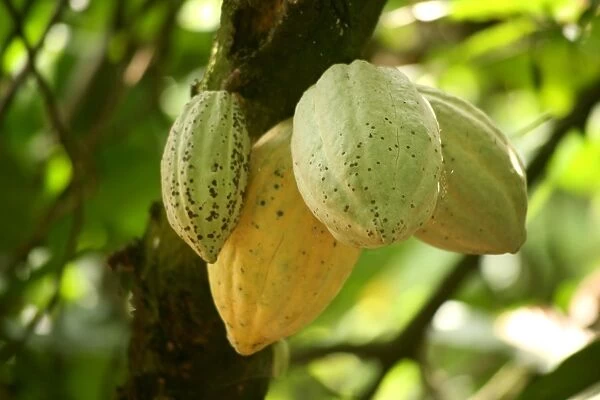 Cocoa fruit pod on tree, Kumasi, Ghana, West Africa, Africa