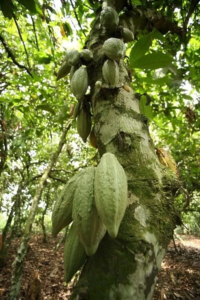 Cocoa fruit pods on tree, Kumasi, Ghana, West Africa, Africa