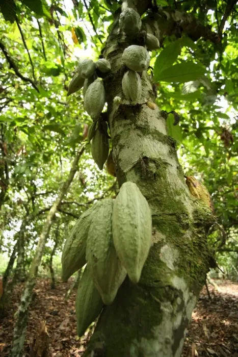 Framed Print : Cocoa fruit pods on tree, Kumasi, Ghana, West Africa, Africa Framed Print : Cocoa fruit pods on tree, Kumasi, Ghana, West Africa, Africa