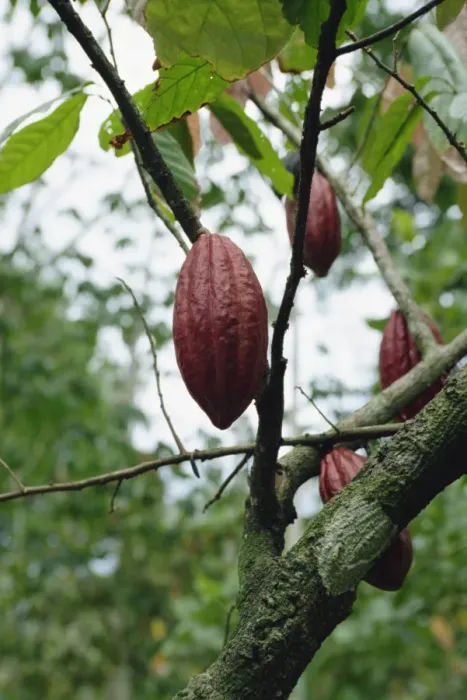 Framed Print : Cocoa pod, Tobago Framed Print : Cocoa pod, Tobago