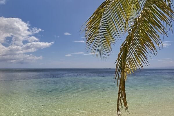 Coconut palm fronds hang down over the shore along the beach at San Juan, Siquijor