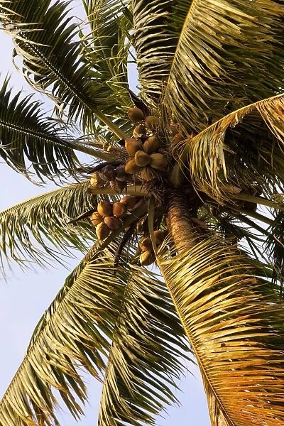 Coconut palm, Kerala, India, Asia