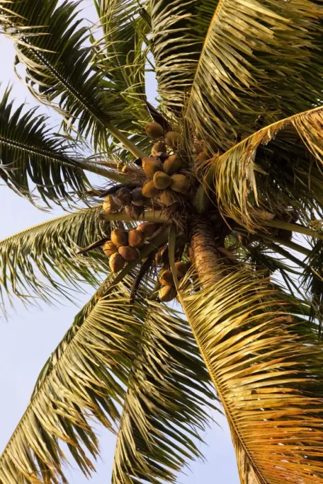 Framed Print : Coconut palm, Kerala, India, Asia Framed Print : Coconut palm, Kerala, India, Asia