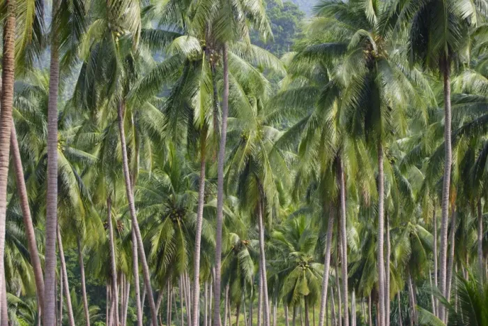 Framed Print : Coconut Palms Framed Print : Coconut Palms