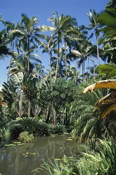 Coconut palms and fan palms