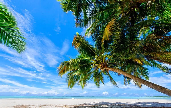 Coconut palms, Scout Park Beach, Cocos (Keeling) Islands, Indian Ocean, Asia
