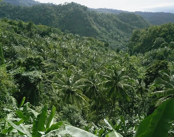 Coconut plantation, St