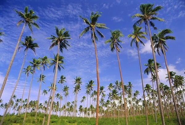Coconut plantation, Tavauni Island, Fiji, Pacific Islands