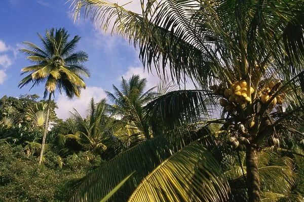 Coconut production