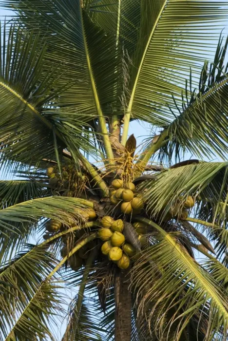Framed Print : Detail of coconut tree, Goa, India, Asia Framed Print : Detail of coconut tree, Goa, India, Asia