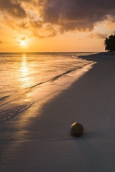 Coconut on a tropical beach at sunset, Rarotonga Island, Cook Islands, South Pacific