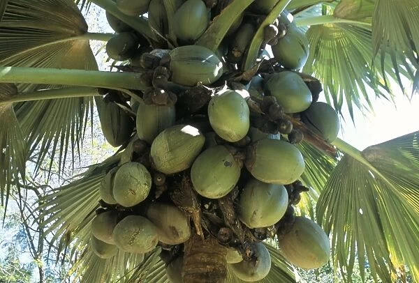 Coconuts, botanical garden