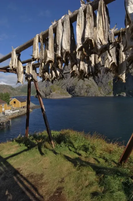 Framed Print : Cod drying Framed Print : Cod drying