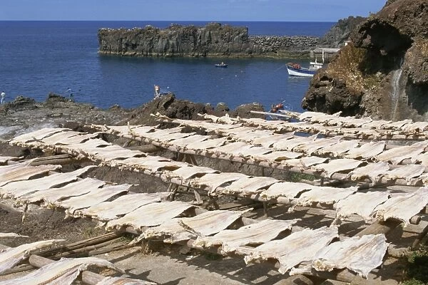 Cod drying, Camara de Lobos, Madeira, Portugal, Atlantic, Europe