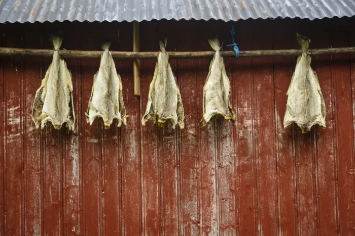 Framed Print : Cod drying on a house facade, Lofoten Islands, Arctic, Norway, Scandinavia, Europe Framed Print : Cod drying on a house facade, Lofoten Islands, Arctic, Norway, Scandinavia, Europe