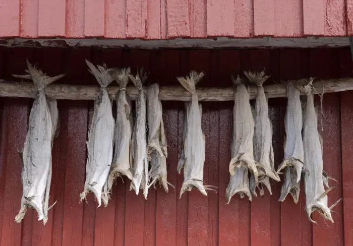 Framed Print : Cod drying on a wooden pole in Reine, Moskenesoy, the Lofoten Islands, Norway, Europe Framed Print : Cod drying on a wooden pole in Reine, Moskenesoy, the Lofoten Islands, Norway, Europe