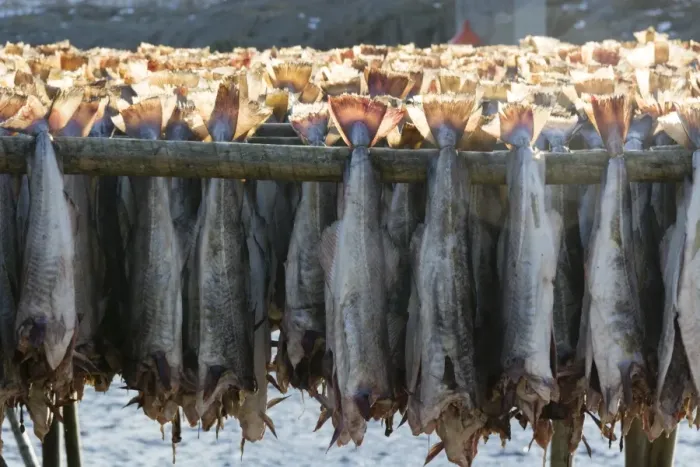 Framed Print : Cod fish drying, Hamnoy, Lofoten Islands, Arctic, Norway, Scandinavia, Europe Framed Print : Cod fish drying, Hamnoy, Lofoten Islands, Arctic, Norway, Scandinavia, Europe