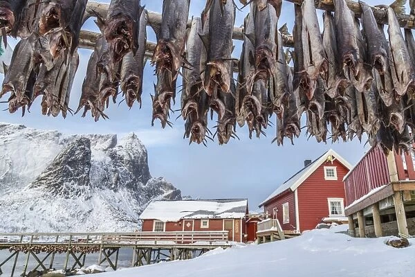 Codfish, typical product of the Lofoten Islands exported all over the world after being dried outdoors. Hamnoy, Lofoten Islands, Arctic, Norway, Scandinavia, Europe